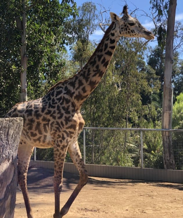 giraffe San Diego Zoo