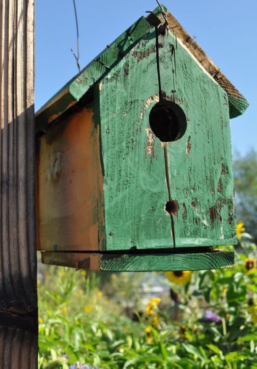 birdhouse Community Food Bank Southern Arizona | Places for Teens to Volunteer in Tucson