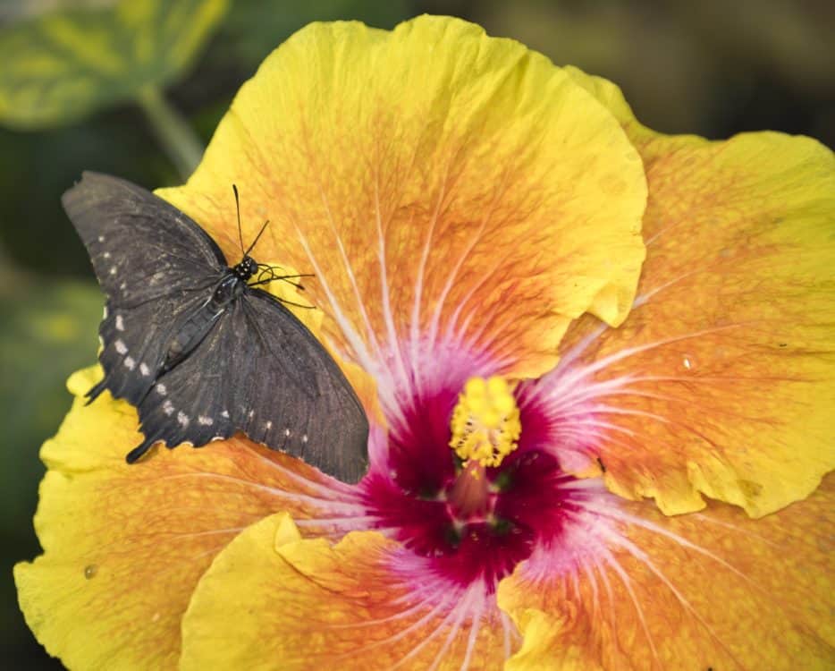 butterfly exhibit Tucson Botanical Gardens