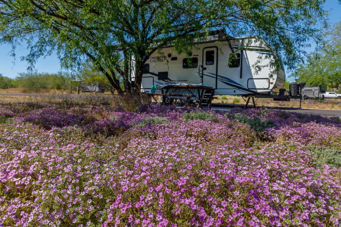 Catalina State Park Campground RV Purple Flowers Desert Tucson | Catalina State Park: Hiking & Camping Guide