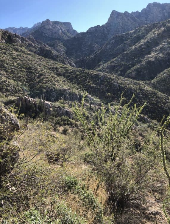 Catalina State Park December view | Catalina State Park: Hiking & Camping Guide