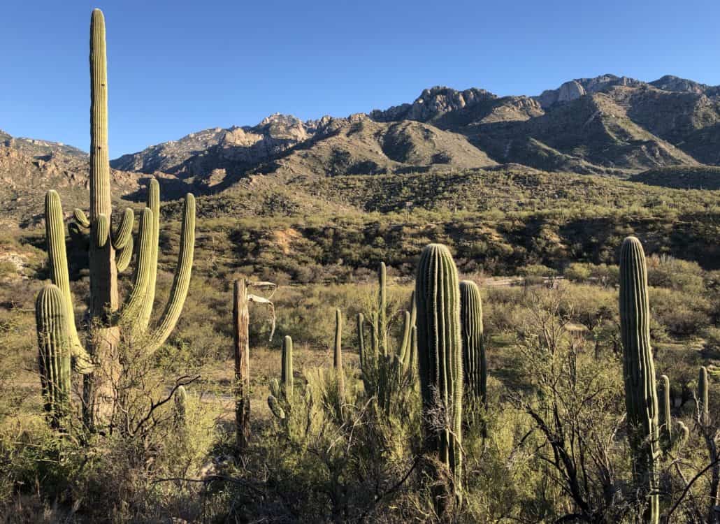 cactus-hiking-Catalina-State-Park