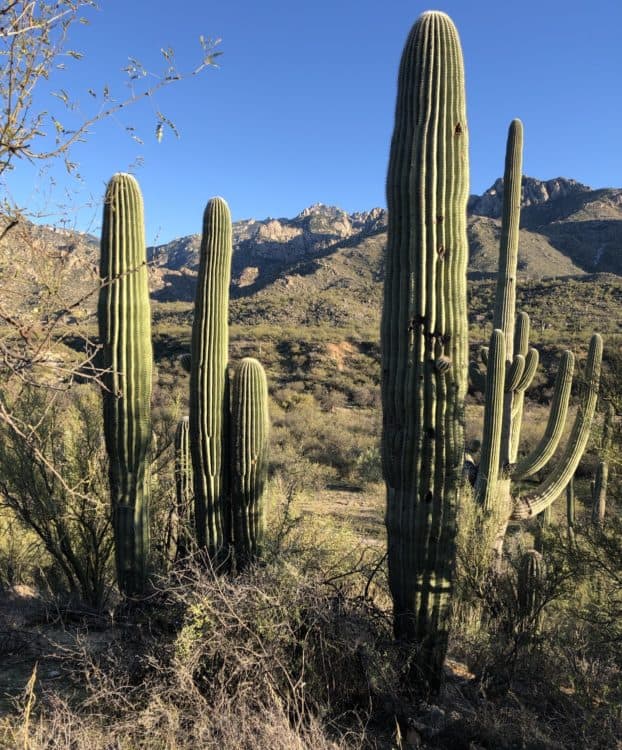 cactus saguaros Catalina State Park | Catalina State Park: Hiking & Camping Guide