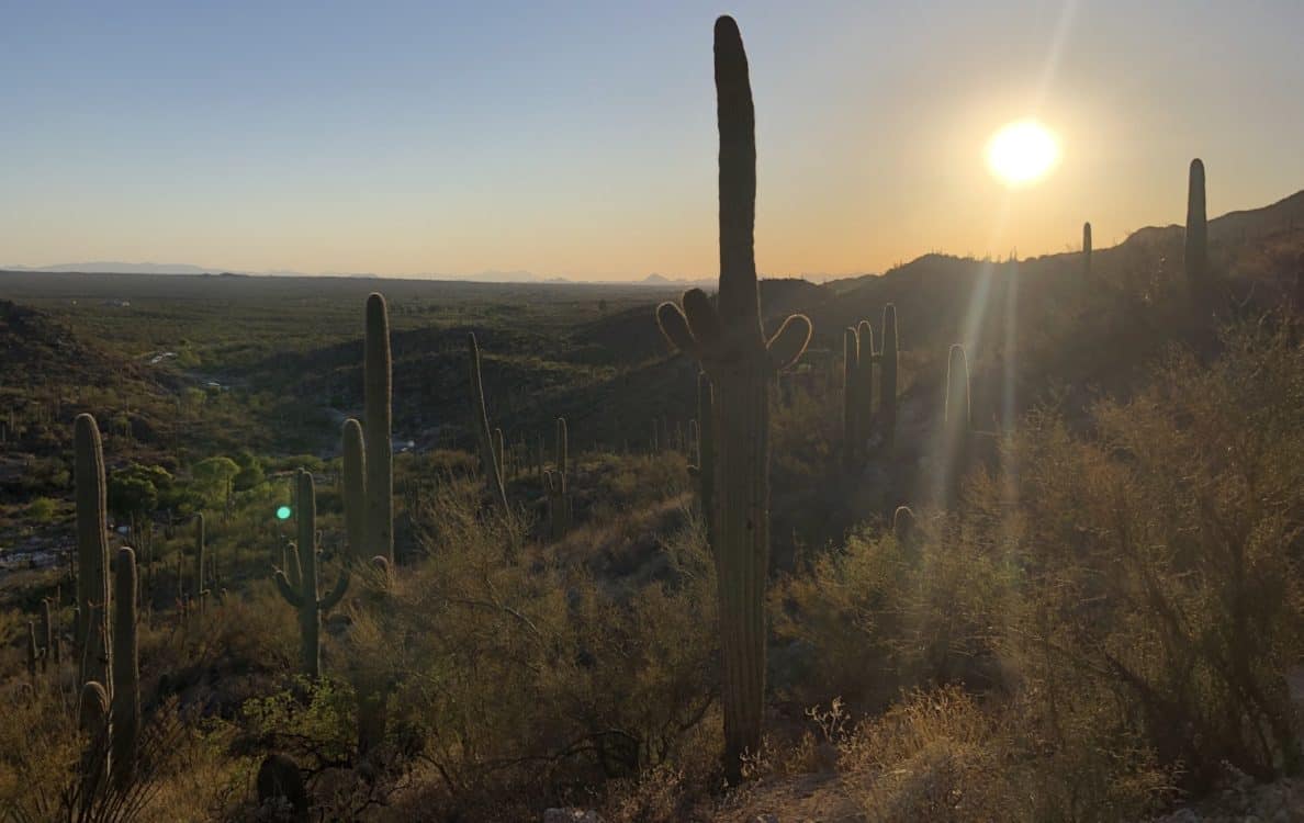cactus saguaros Tanque Verde Falls Tucson | Tanque Verde Falls: A Hiking Guide