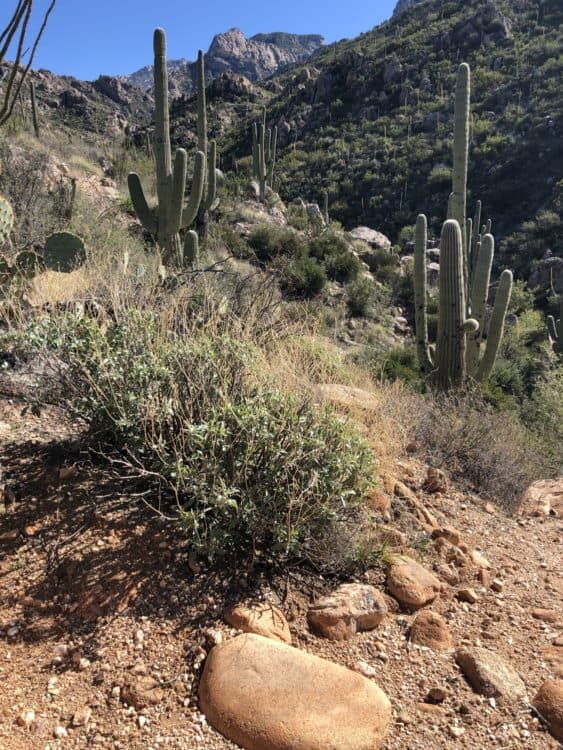 cactus view saguaros rocks Catalina State Park | Catalina State Park: Hiking & Camping Guide