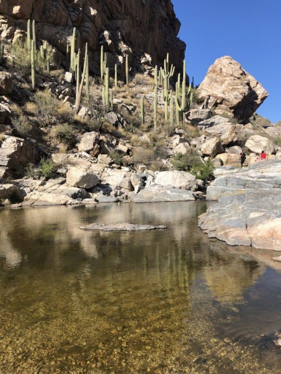 pools cactus water Tanque Verde Falls | Tanque Verde Falls: A Hiking Guide