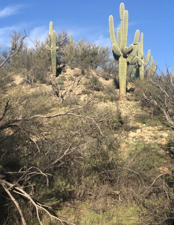 saguaro cactus Catalina State Park | Catalina State Park: Hiking & Camping Guide
