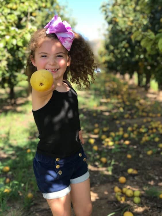 Pear Picking Apple Annies Tucson Willcox | GIVEAWAY: Corn Maze Passes for Apple Annie's