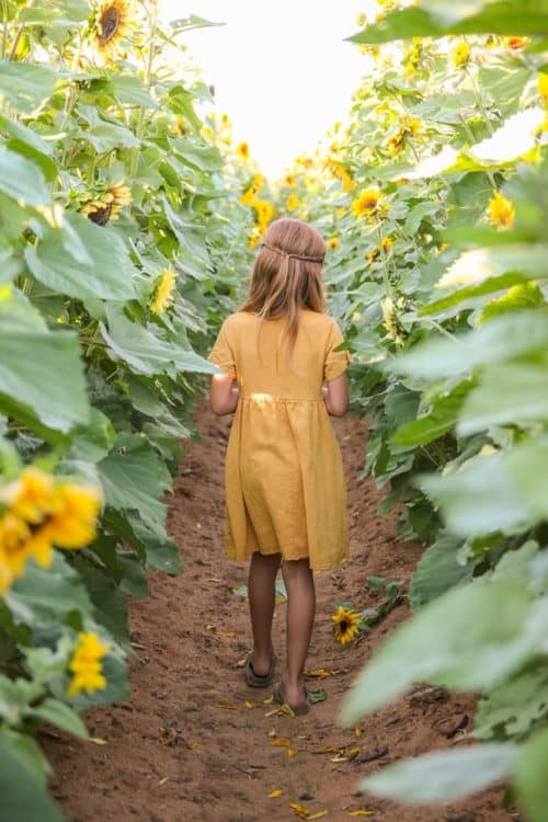 Sunflower Fields Apple Annies Tucson Willcox | Apple Annie's - Attraction Guide