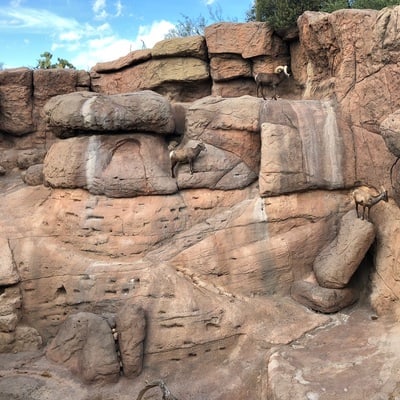 bighorn sheep desert museum newsletter