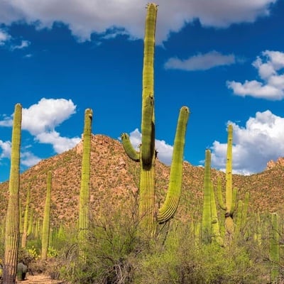 hiking cactus saguaro newsletter