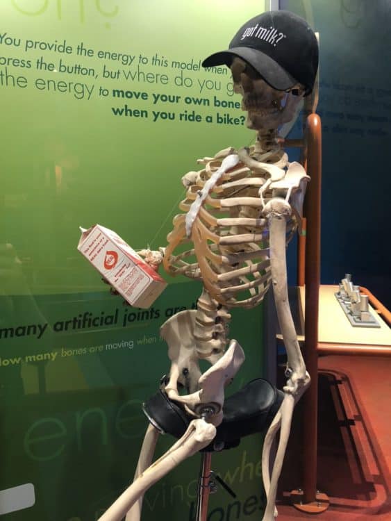 got milk skeleton arizona science center | What to Expect: A Day Trip to the Arizona Science Center