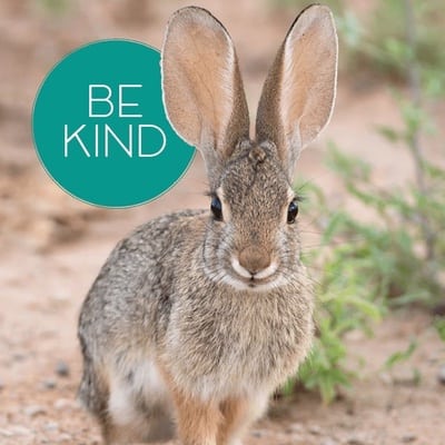 library rabbit newsletter