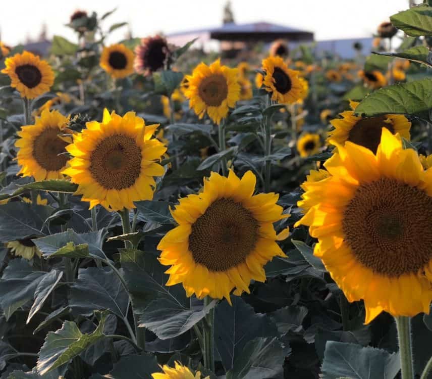 Apple Annies Sunflowers | Fall Fun In Tucson