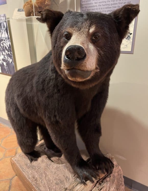 Baby Bear International Wildlife Museum Tucson | International Wildlife Museum - Attraction Guide