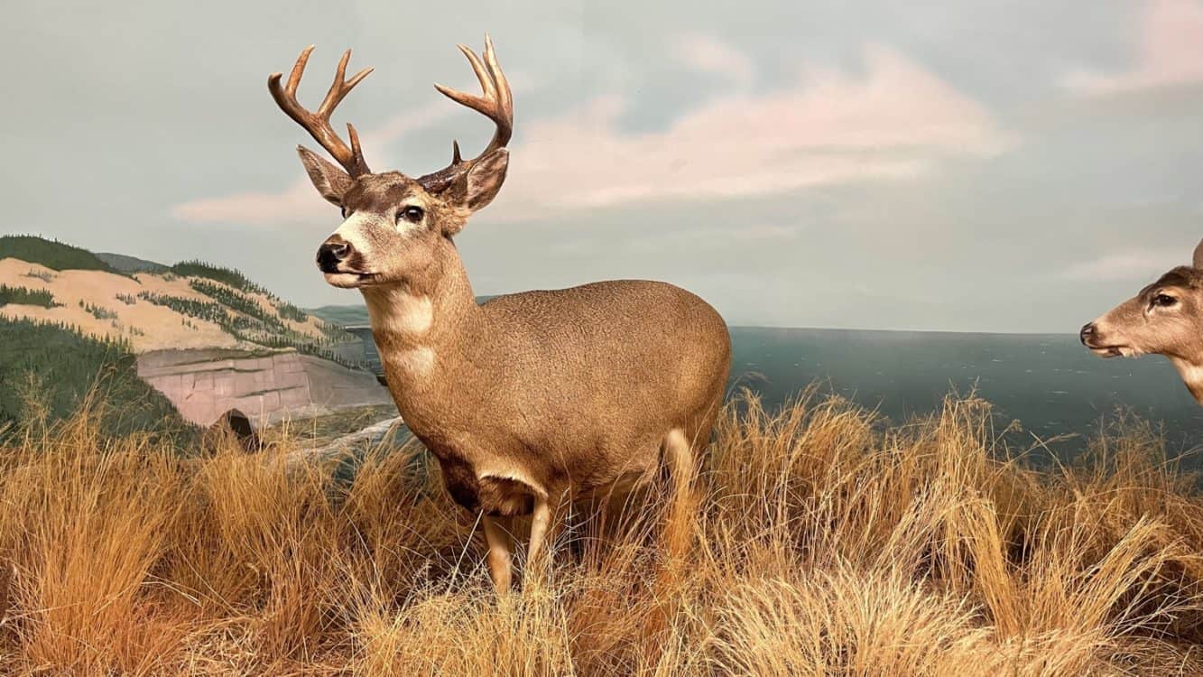 Elk Deer International Wildlife Museum Tucson | International Wildlife Museum - Attraction Guide
