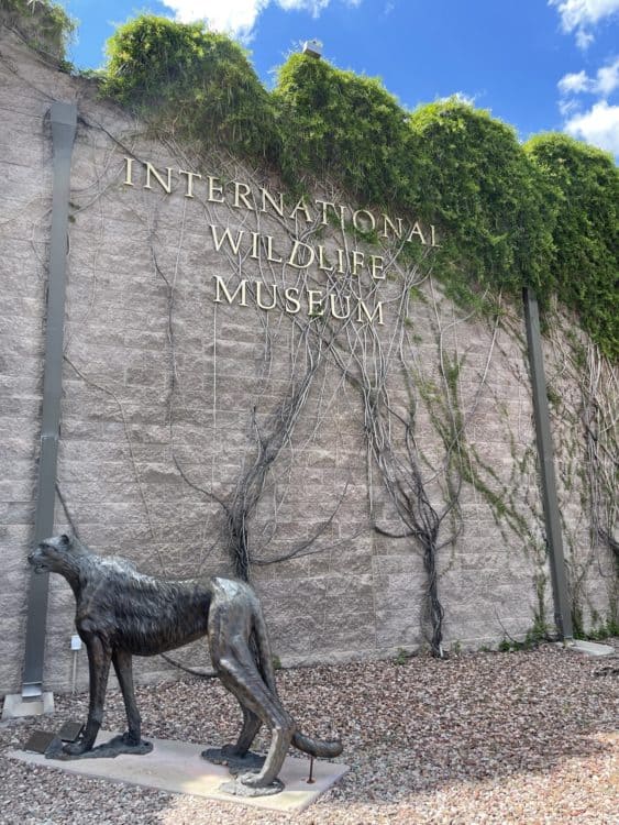 International Wildlife Museum Castle Vines Tucson | International Wildlife Museum - Attraction Guide