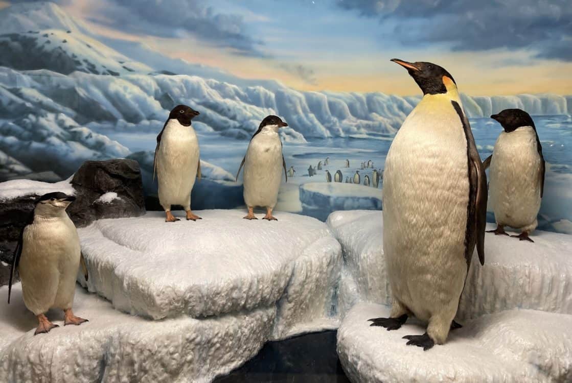 Penguins International Wildlife Museum Tucson | 20 Things To Do With A Baby or Toddler in Tucson