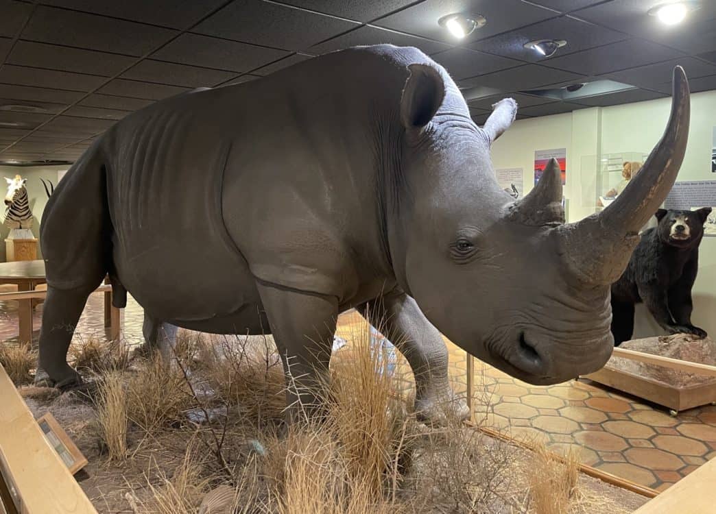 Rhino International Wildlife Museum Tucson | International Wildlife Museum - Attraction Guide