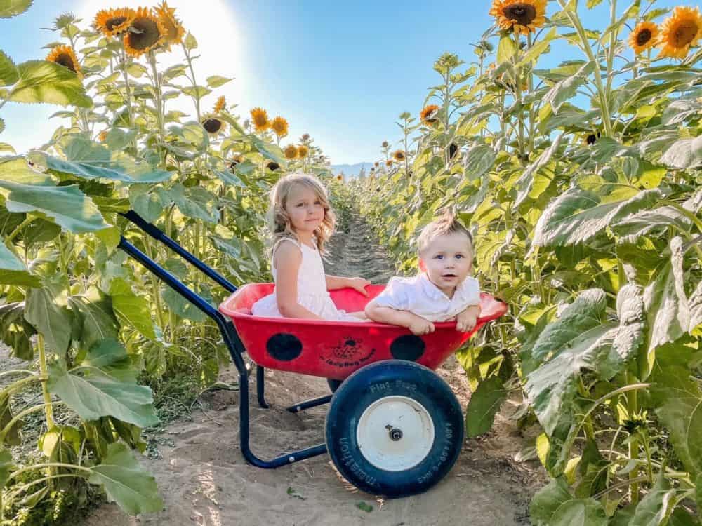 Wheelbarrow Apple Annies Willcox AZ | GIVEAWAY: Corn Maze Passes for Apple Annie's