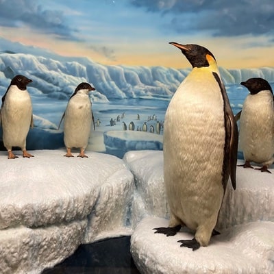 penguins wildlife museum tucson