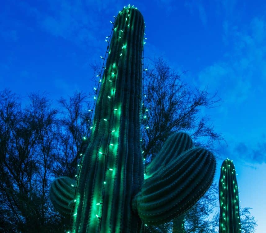 Holiday Nights Tohono Chul Saguaro Cactus Christmas | Holiday Lights in Tucson 2021