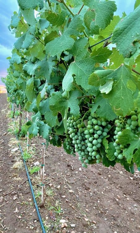Autumn Sage Vineyards Grapes Elgin Arizona | 14 Best Wineries to Visit in Sonoita / Elgin