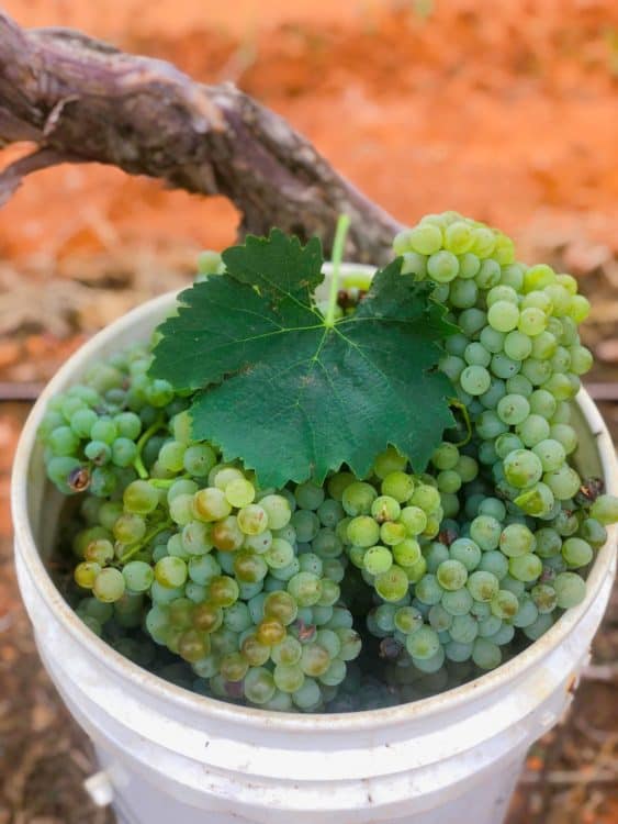 Grapes Callaghan Vineyards Elgin Arizona | 14 Best Wineries to Visit in Sonoita / Elgin