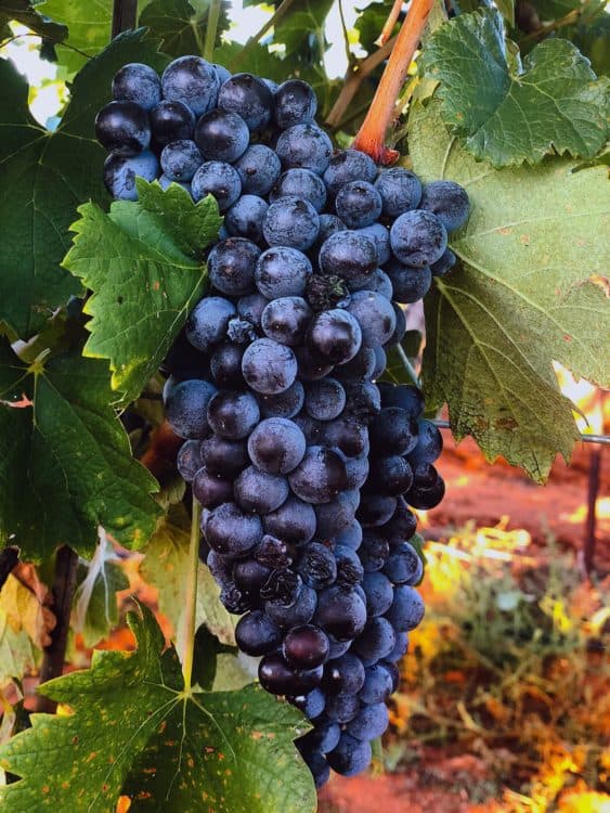 Purple Grapes Callaghan Vineyards Elgin Arizona | 14 Best Wineries to Visit in Sonoita / Elgin