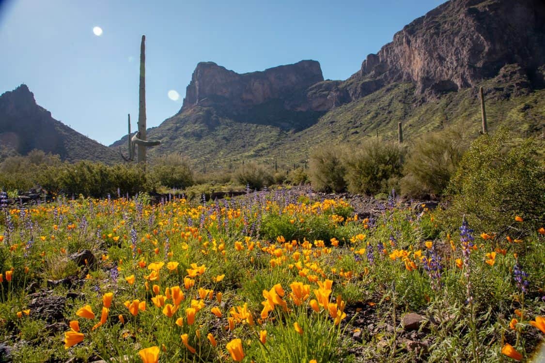 Picacho-Peak-State-Park-Wildflowers-