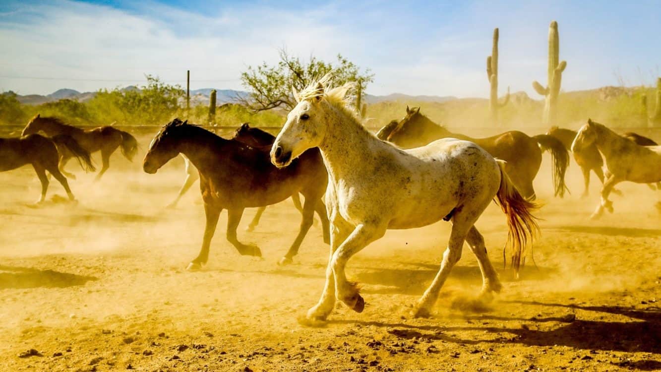 Horses Tanque Verde Ranch | Tanque Verde Ranch: An All-Inclusive Vacation in Tucson, AZ