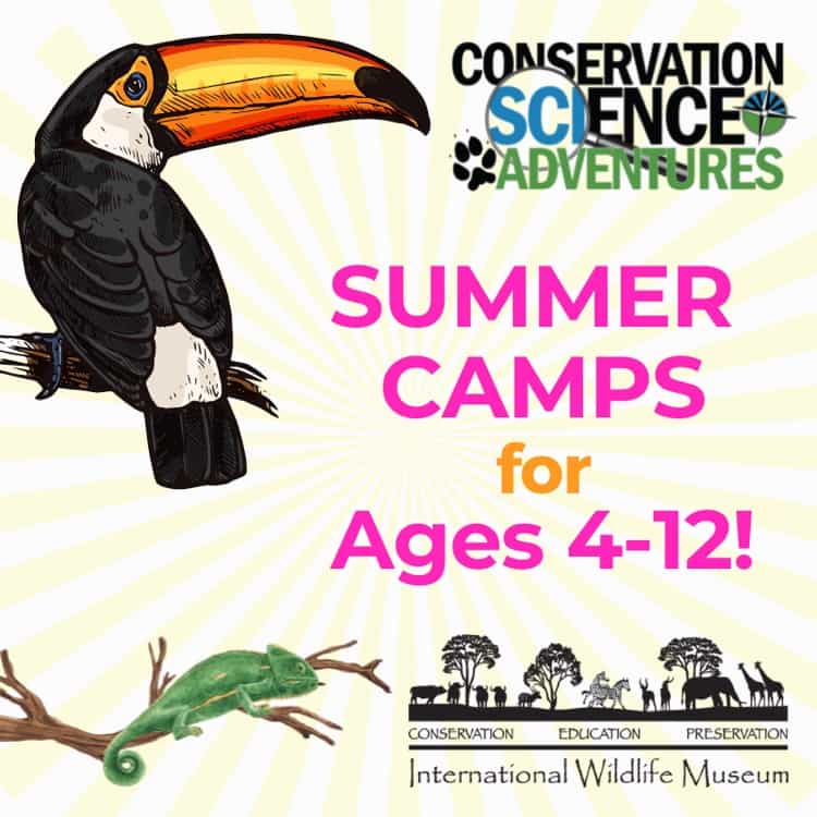 International Wildlife Museum Summer Camps | Academic Camps in Tucson - Summer 2022