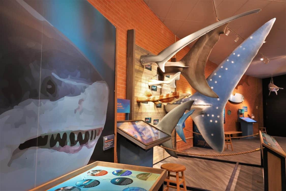 Shark Week Exhibit Flandrau Science Center Planetarium Tucson | Flandrau Science Center & Planetarium - Attraction Guide