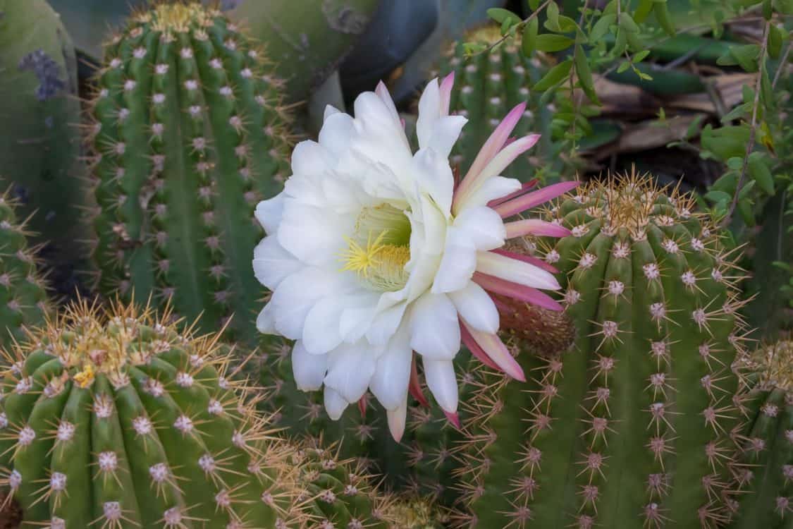 Blooming Cactus Flowers Desert Botanical Garden | ROAD TRIP: Guide to Scottsdale