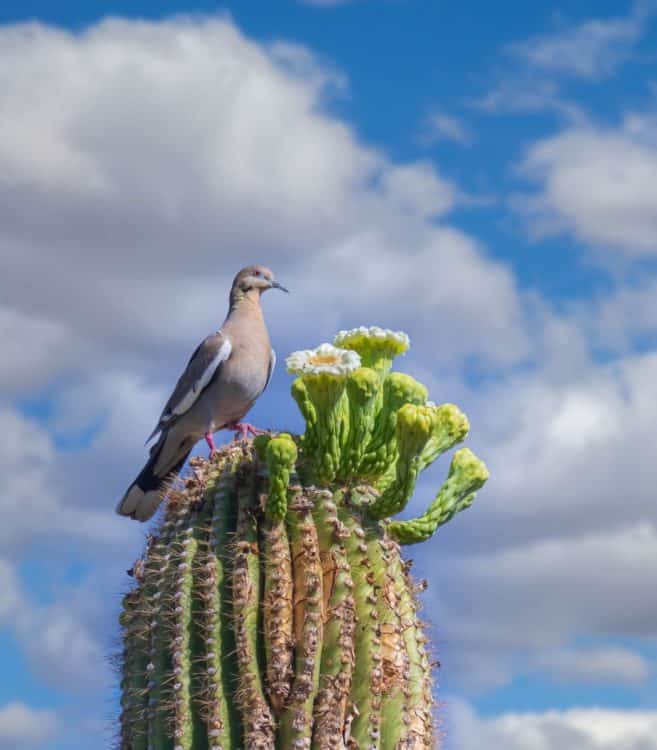 Cactus Bird Desert Botanical Garden Phoenix | Road Trip Guide: Tucson to Scottsdale