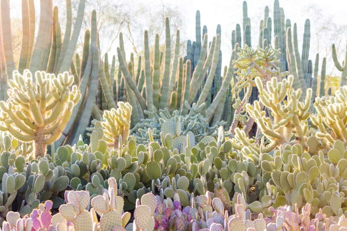 Desert Botanical Gardens beautiful cactus | ROAD TRIP: Guide to Scottsdale