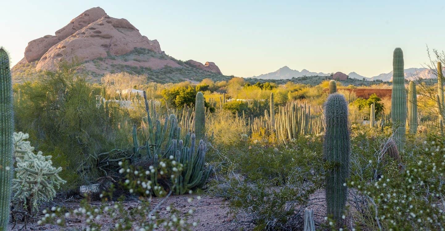 Desert Botanical Gardens cactus beauty | Road Trip Guide: Tucson to Scottsdale