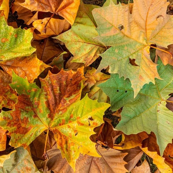 Fall Autumn Newsletter