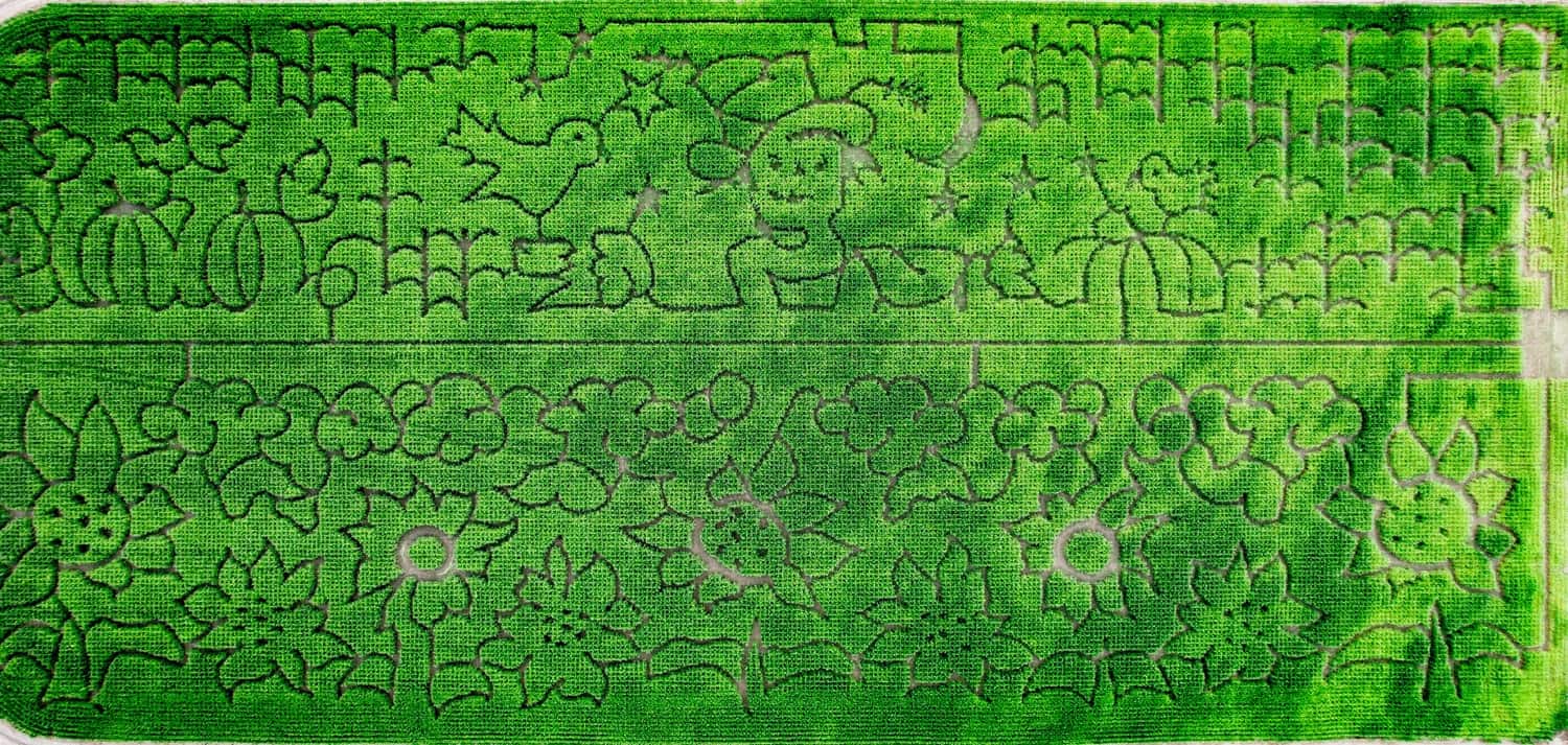 Marana Pumpkin Patch Corn Maze Design 2022 | Corn Mazes In or Near Tucson