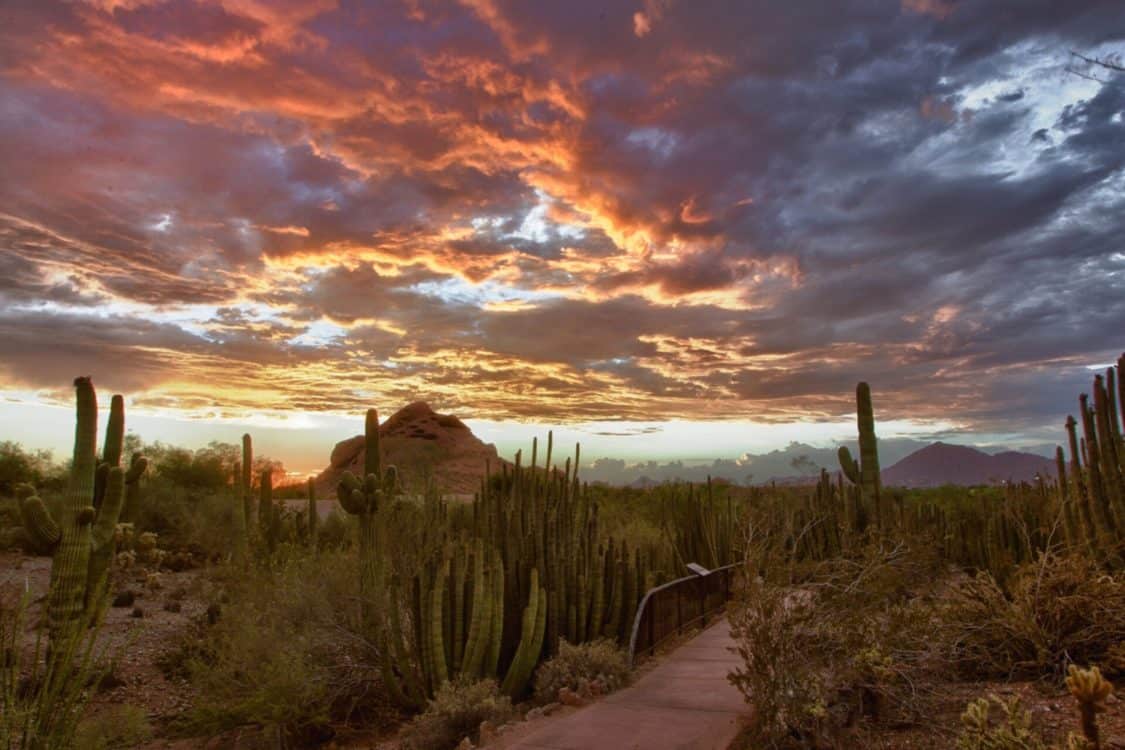 Sunset Desert Botanical Garden Phoenix | Road Trip Guide: Tucson to Scottsdale
