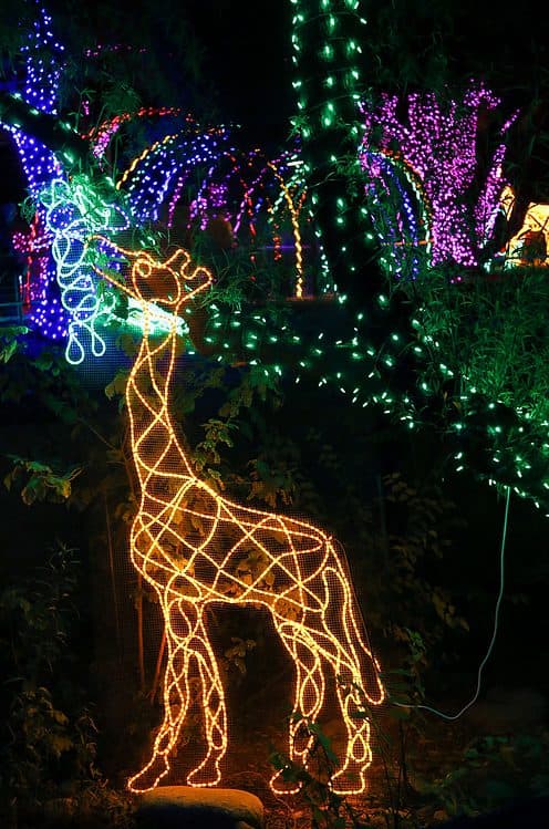 Giraffe ZooLights Reid Park Zoo Tucson | Holiday Lights in Tucson 2022