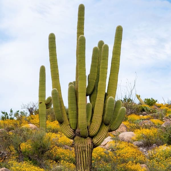 Catalina State Park newsletter