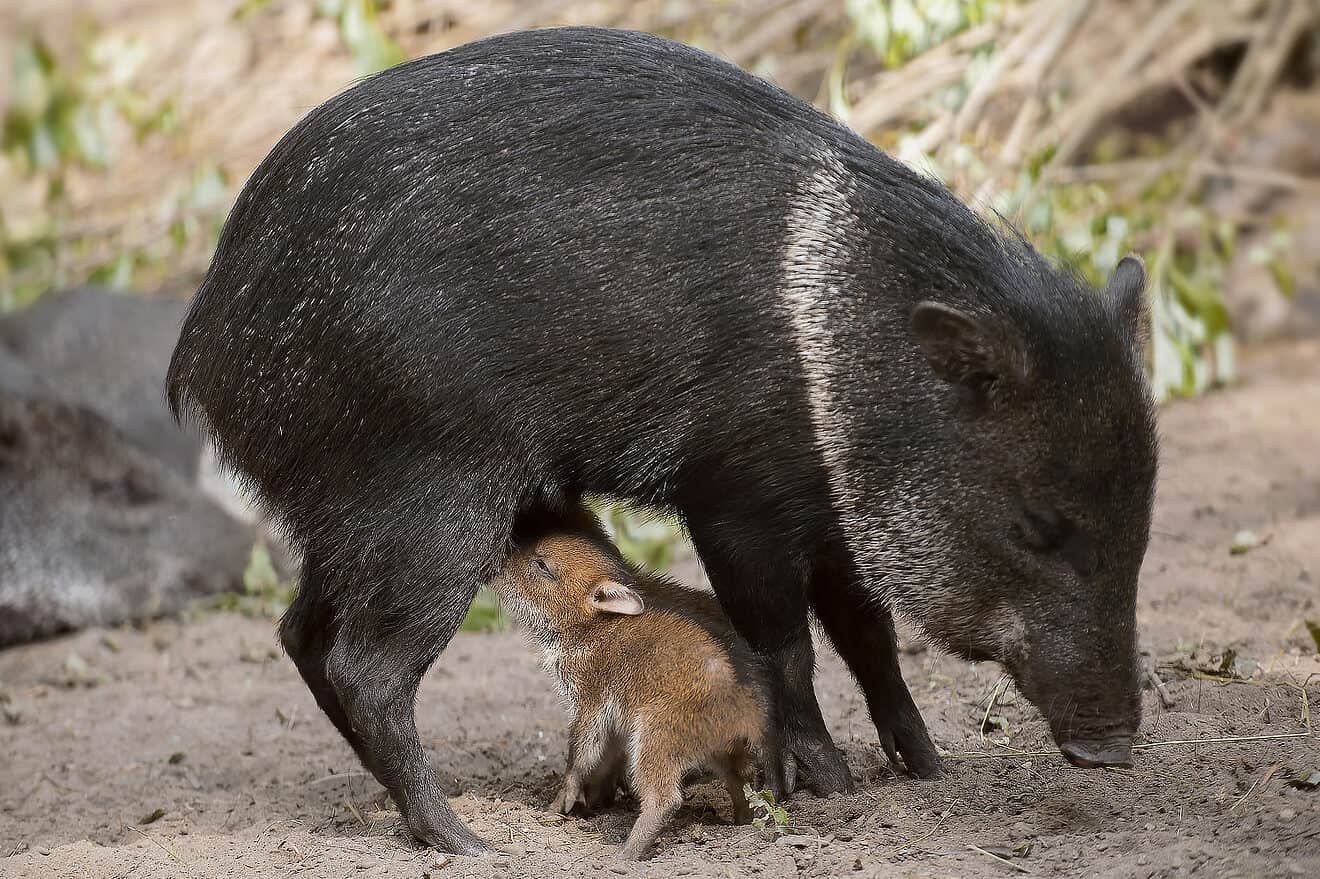 What to Do if You See a Javelina TucsonTopia