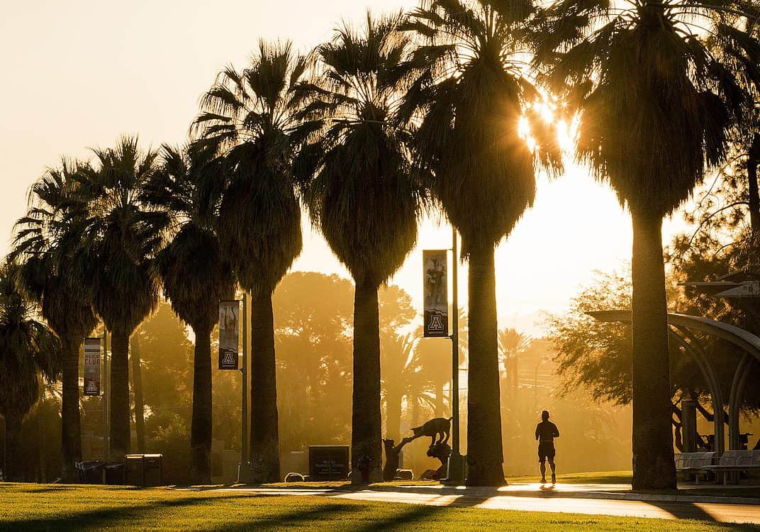 Sunrise Palm Trees University of Arizona Campus Tucson | Jobs in Tucson