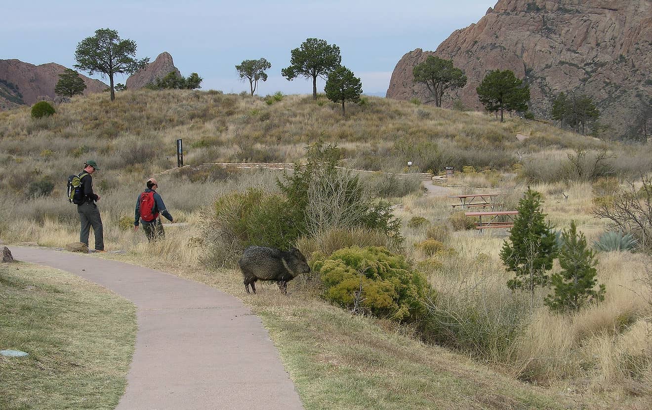 What to Do if You See a Javelina TucsonTopia