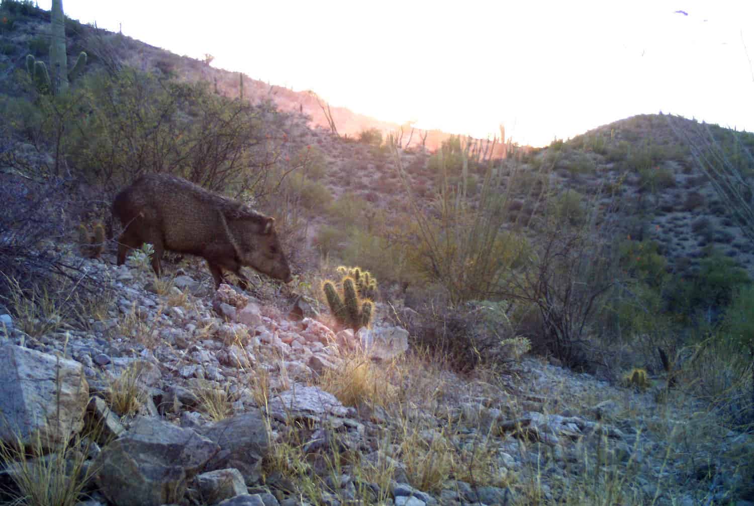 What to Do if You See a Javelina TucsonTopia