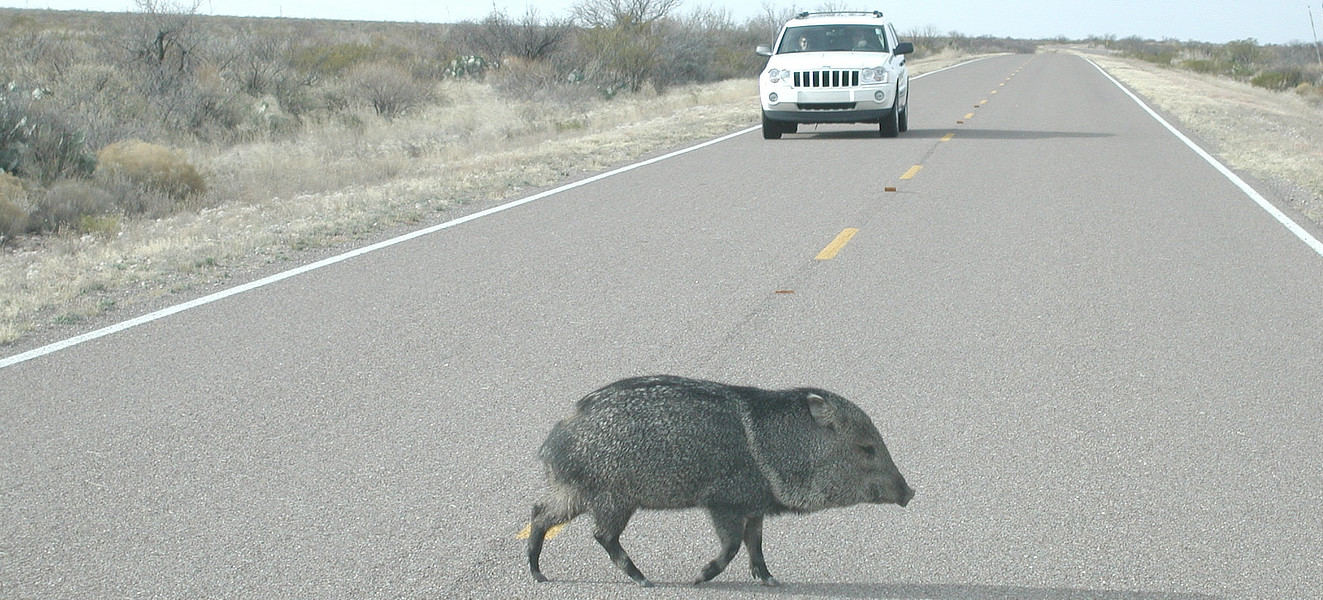 Javelina Tucson Crossing Street | What to Do if You See a Javelina