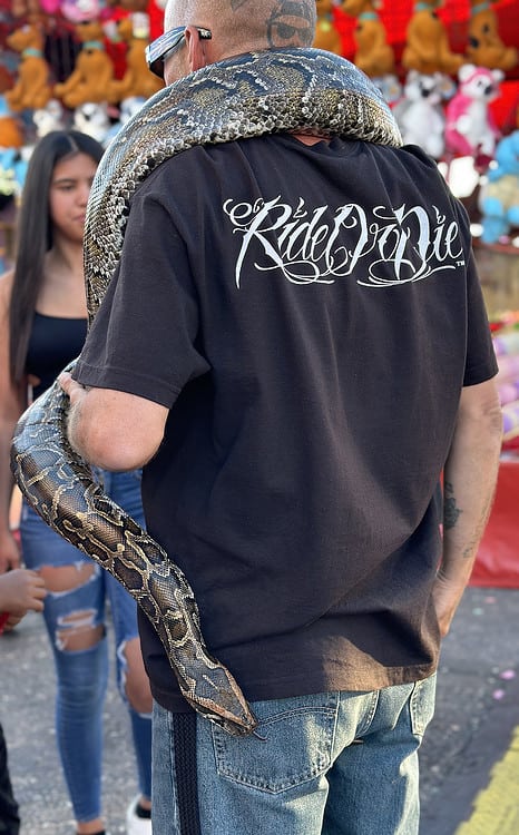 Guy with Big Snake Pima County Fair Tucson | Pima County Fair 2023 - Attraction Guide