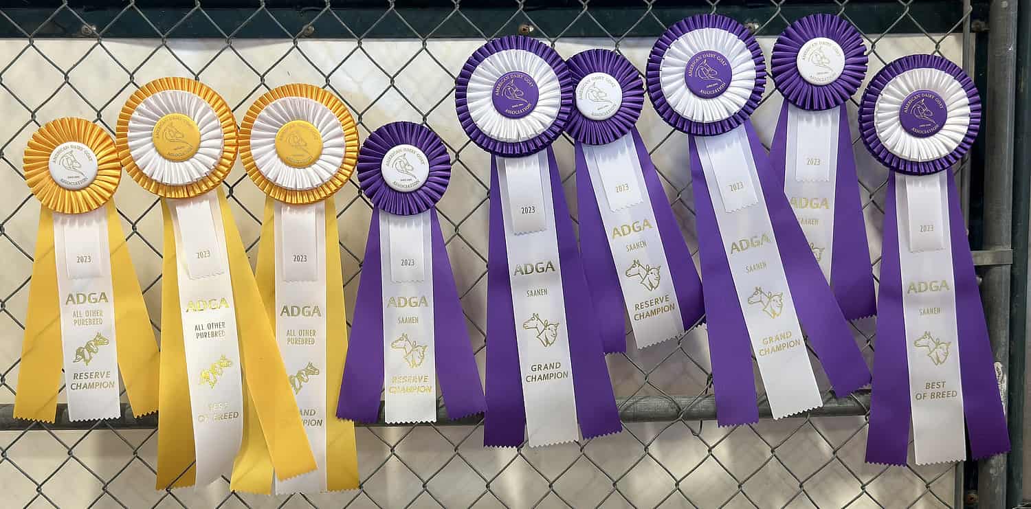 Livestock Ribbons Purebred Grand Champion Pima County Fair Tucson | Pima County Fair 2024 - Attraction Guide
