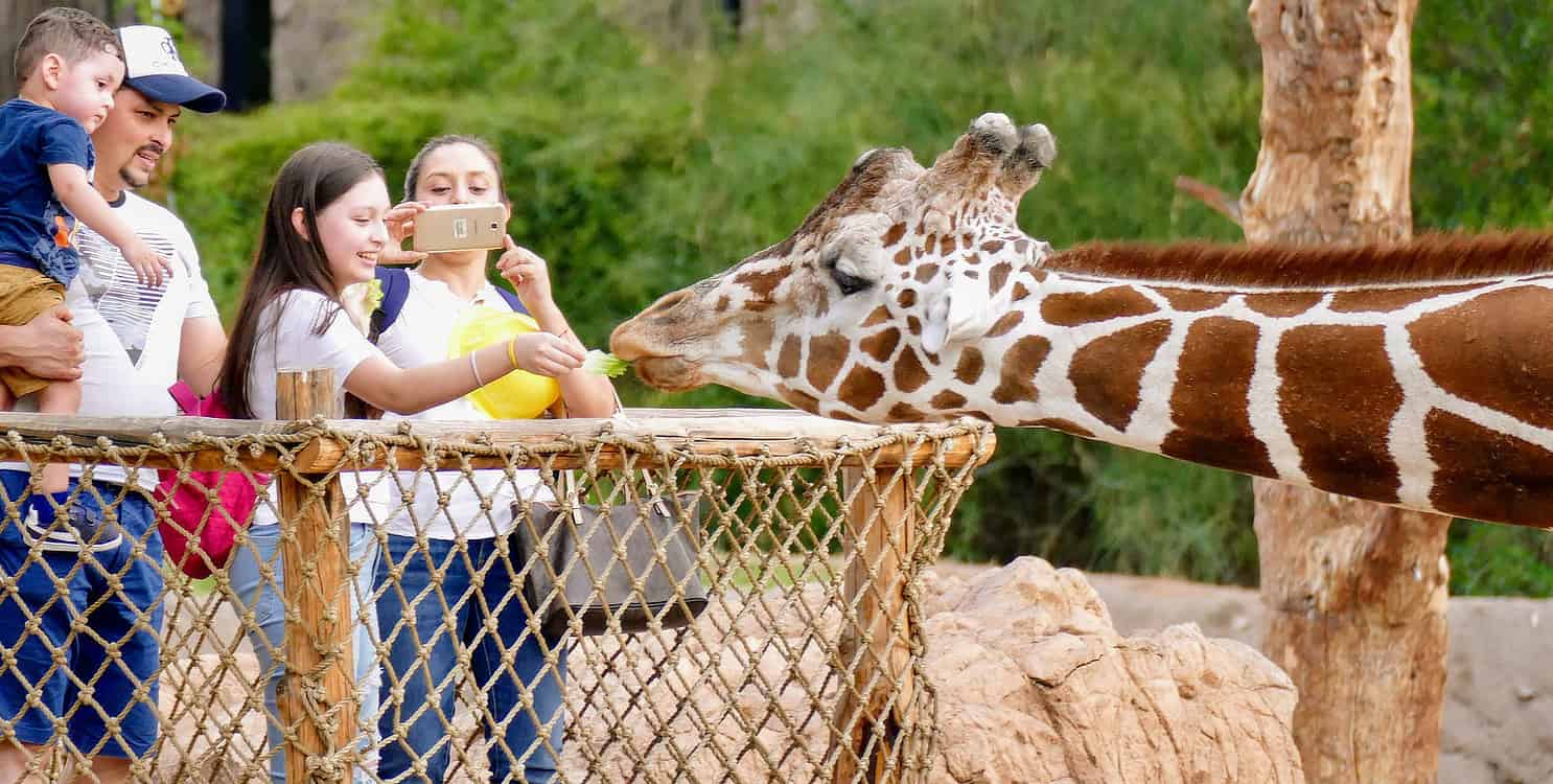 Feed Giraffes Reid Park Zoo Tucson | Ultimate Guide to Reid Park Zoo